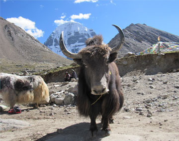 Yaks in Mount Kailash