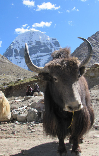 Kailash Tour